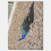 Indian Blue Peafowl magnet (Voorkant)