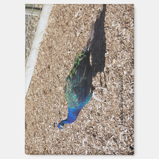 Indian Blue Peafowl magnet (Voorkant)