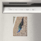 Indian Blue Peafowl magnet (Insitu (Vaatwasser))