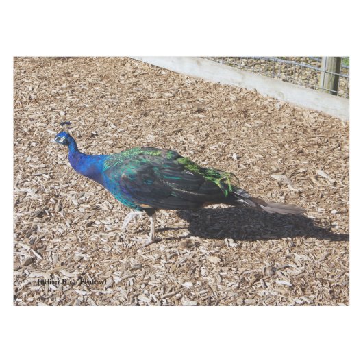 Indian Blue Peafowl tablecloth Tafelkleed (Voorkant (Horizontaal))