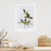 Indian Cucumber Root, Medeola virginiana Poster (Keuken)