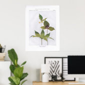 Indian Cucumber Root, Medeola virginiana Poster (Thuiskantoor)