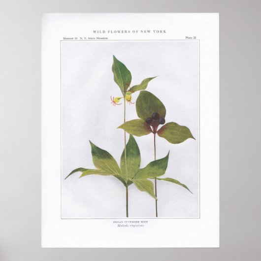 Indian Cucumber Root, Medeola virginiana Poster (Voorkant)