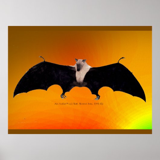 Indian Fruit Bat Poster (Voorkant)