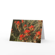 Indian Paint Brush Wildflowers (rood)
