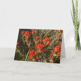 Indian Paint Brush Wildflowers (rood) Kaart