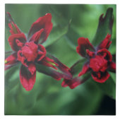 Indian Paintborstel, Banff NP, Alberta, Canada 2 Tegeltje (Voorkant)