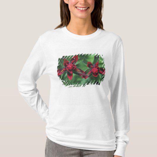 Indian Paintbrush, Banff NP, Alberta, Canada 2 T-shirt (Voorkant)