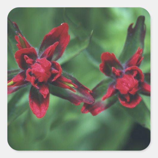 Indian Paintbrush, Banff NP, Alberta, Canada 2 Vierkante Sticker (Voorkant)
