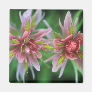 Indian Paintbrush, Banff NP, Alberta, Canada Magneet