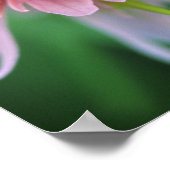 Indian Paintbrush, Banff NP, Alberta, Canada Poster (Hoek)
