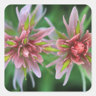 Indian Paintbrush, Banff NP, Alberta, Canada Vierkante Sticker