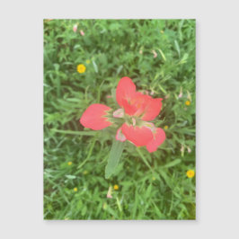 Indian Paintbrush Bloom Magneet