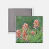 Indian Paintbrush, Castilleja miniata, Ouray, Magneet (Voorkant / Achterkant)