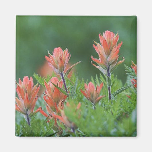 Indian Paintbrush, Castilleja miniata, Ouray, Magneet (Voorkant)