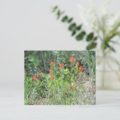 Indian Paintbrush Colorado Wild Flowers Briefkaart (Staand voorkant)