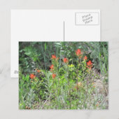 Indian Paintbrush Colorado Wild Flowers Briefkaart (Voorkant / Achterkant)