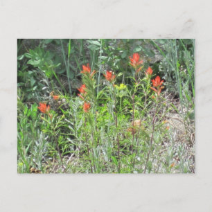 Indian Paintbrush Colorado Wild Flowers Briefkaart
