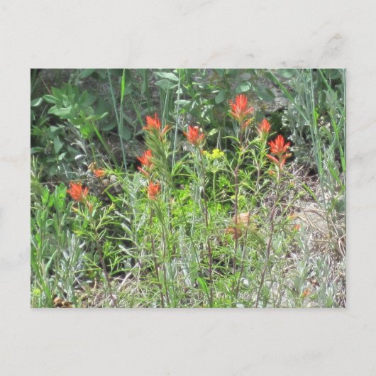 Indian Paintbrush Colorado Wild Flowers Briefkaart (Voorkant)