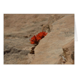 Indian Paintbrush in rots bij Zion