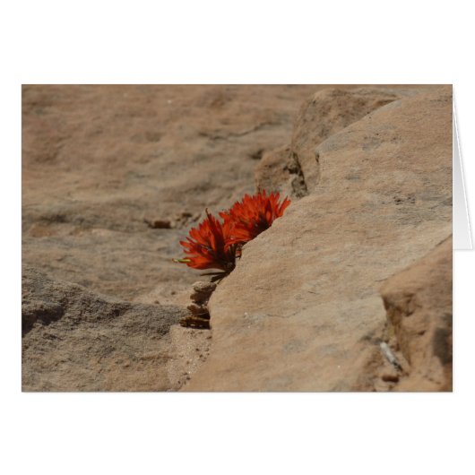 Indian Paintbrush in rots bij Zion (Voorkant Horizontaal)