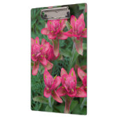 Indian Paintbrush Klembord (Links)
