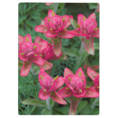 Indian Paintbrush Klembord (Achterkant)