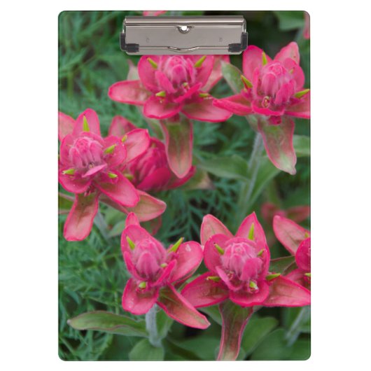 Indian Paintbrush Klembord (Voorkant)
