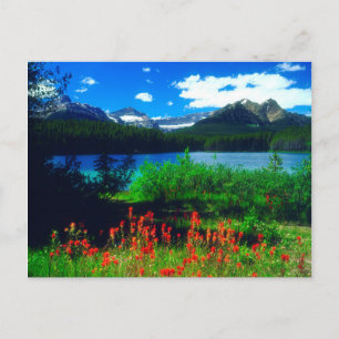 Indian Paintbrush Wildflowers Briefkaart