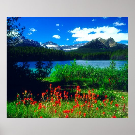 Indian Paintbrush Wildflowers Poster (Voorkant)
