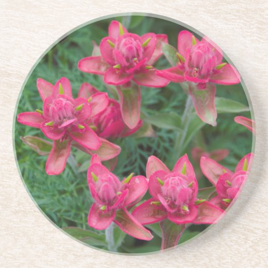 Indian Paintbrush Zandsteen Onderzetter (Voorkant)