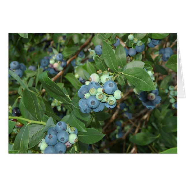 Indiana Blueberries (Voorkant Horizontaal)