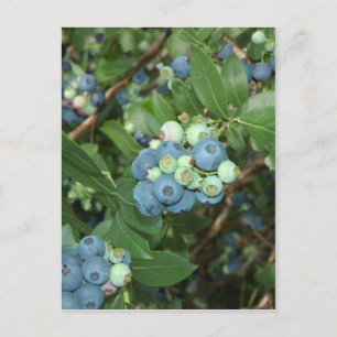 Indiana Blueberries Briefkaart