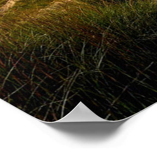 Indiana Dunes, Lake Michigan Poster (Hoek)