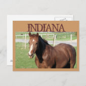 INDIANA Horse Briefkaart (Voorkant / Achterkant)