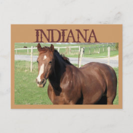INDIANA Horse Briefkaart