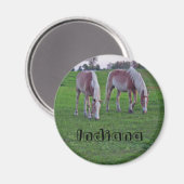 Indiana Paarden Magneet (Voorkant / Achterkant)