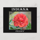 Indiana Peony Briefkaart (Voorkant)