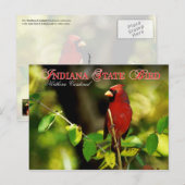Indiana State Bird - Northern Kardinaal Briefkaart