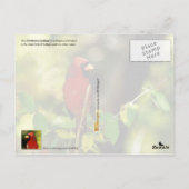 Indiana State Bird - Northern Kardinaal Briefkaart