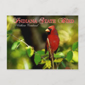 Indiana State Bird - Northern Kardinaal Briefkaart (Voorkant)
