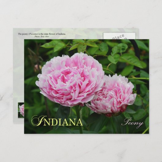 Indiana State Flower: Peony Briefkaart (Voorkant / Achterkant)