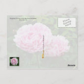 Indiana State Flower: Peony Briefkaart (Achterkant)