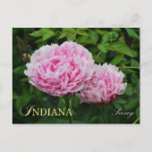 Indiana State Flower: Peony Briefkaart (Voorkant)