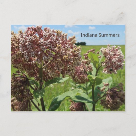 Indiana Summers Briefkaart (Voorkant)