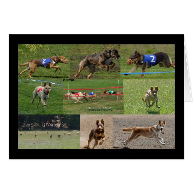 Indiandog race VS (Voorkant Horizontaal)