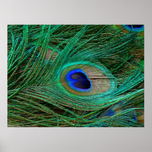 Indianenblauw Poster met peacock