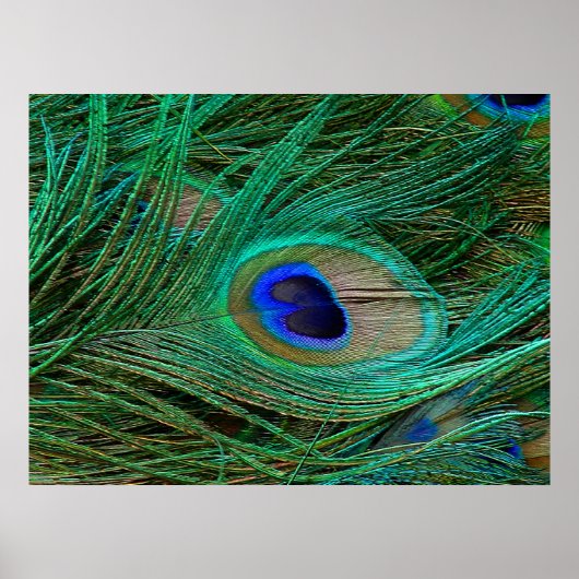 Indianenblauw Poster met peacock (Voorkant)