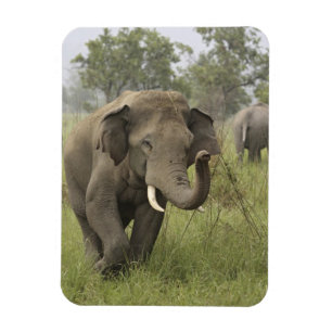 Indiase Aziatische Olifant Begroeting Magneet