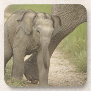 Indiase / Aziatische Olifant en jong,Corbett 2 Bier Onderzetter